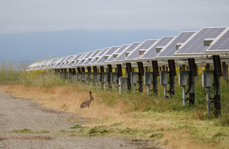 Utility-scale solar sites provide surprising opportunity for wildlife stewardship