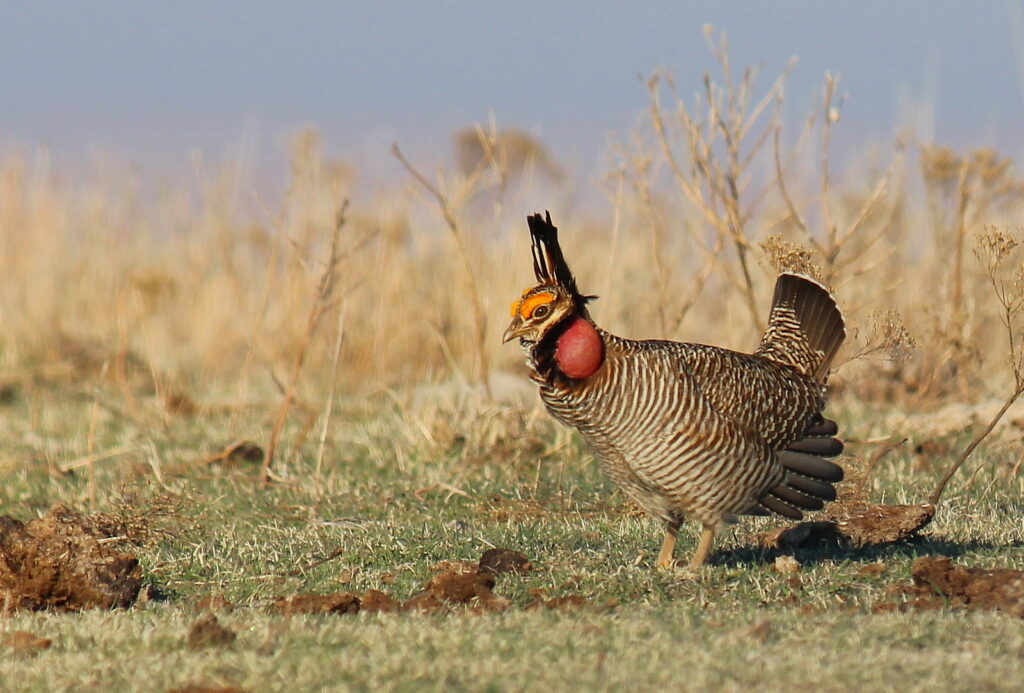 Three Kansas Republicans in Congress want the U.S. Fish and Wildlife Service to extend by 90 days the public comment period on a proposal to list the lesser prairie-chicken under the Endangered Species Act. (Greg Kramos/USFWS)